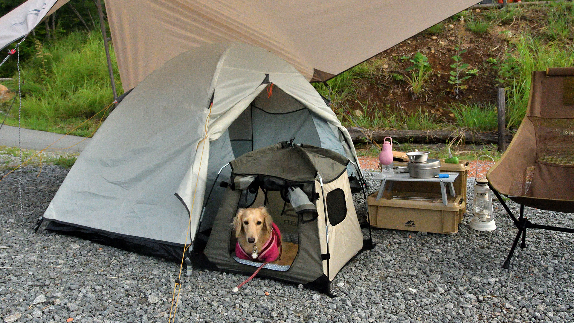 【ペット可】の宿泊施設＆飲食店をご紹介